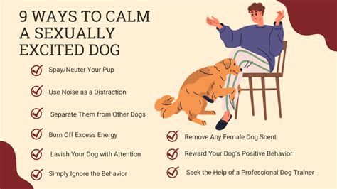 9 Ways to Calm a Sexually Excited Dog